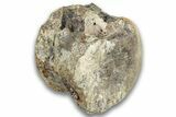 Hadrosaur (Edmontosaurus) Caudal Vertebra Centrum - Montana #324155-1
